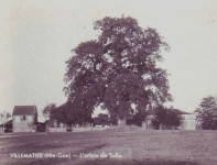 arbre de Sully